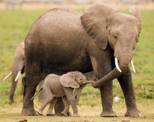 大象小象和人读后感（大象小象和人中的母亲是一个怎样的人）